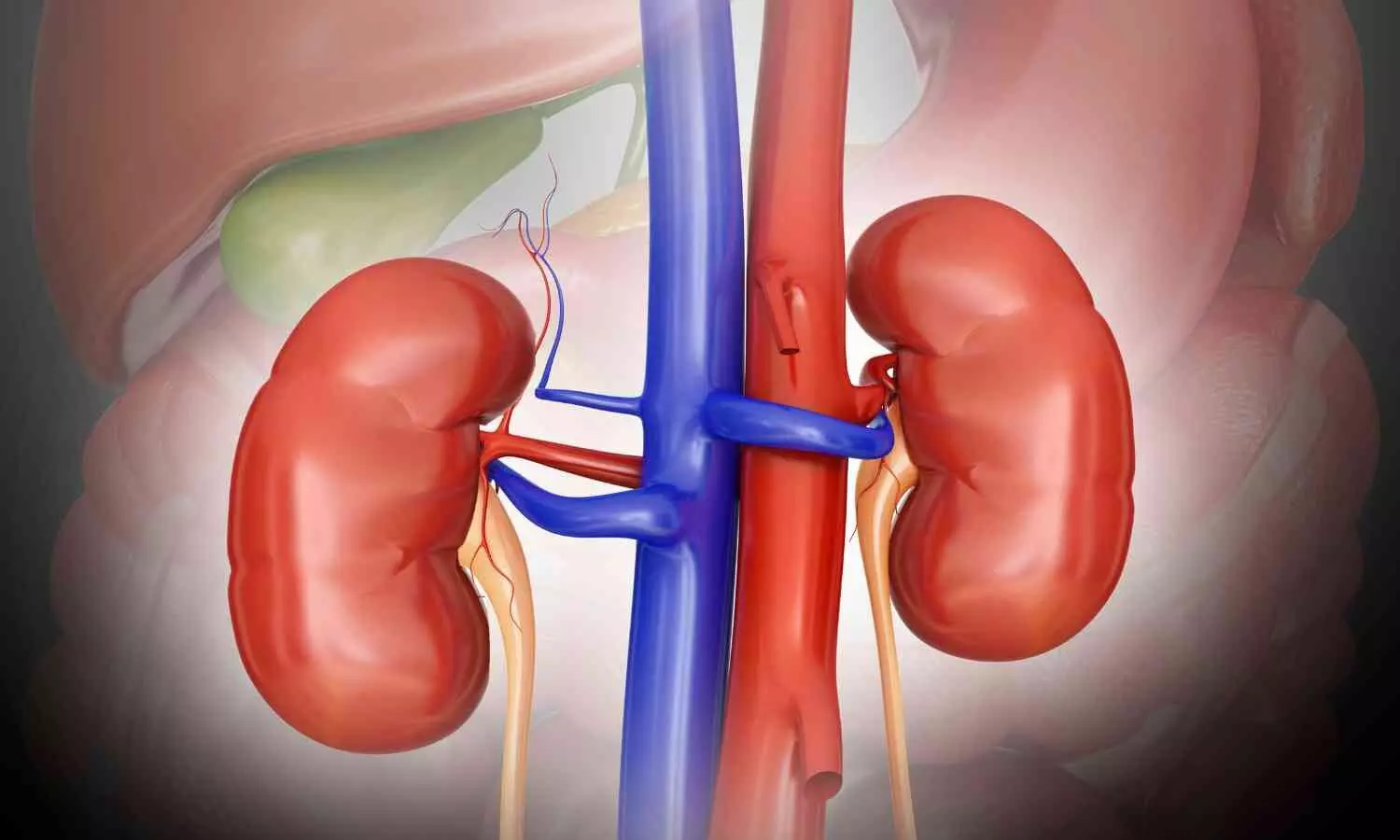 Reduced bodily fluids and low salt may aid in kidney cell regeneration: study