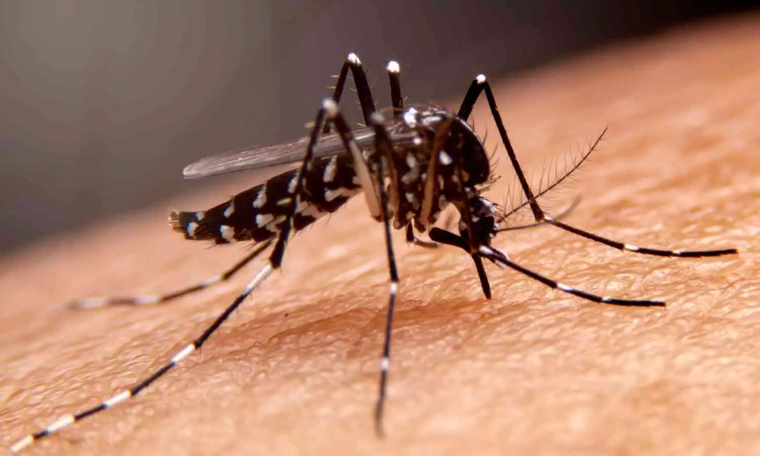 Increased dengue incidence during the monsoon season: doctors advise caution and early detection