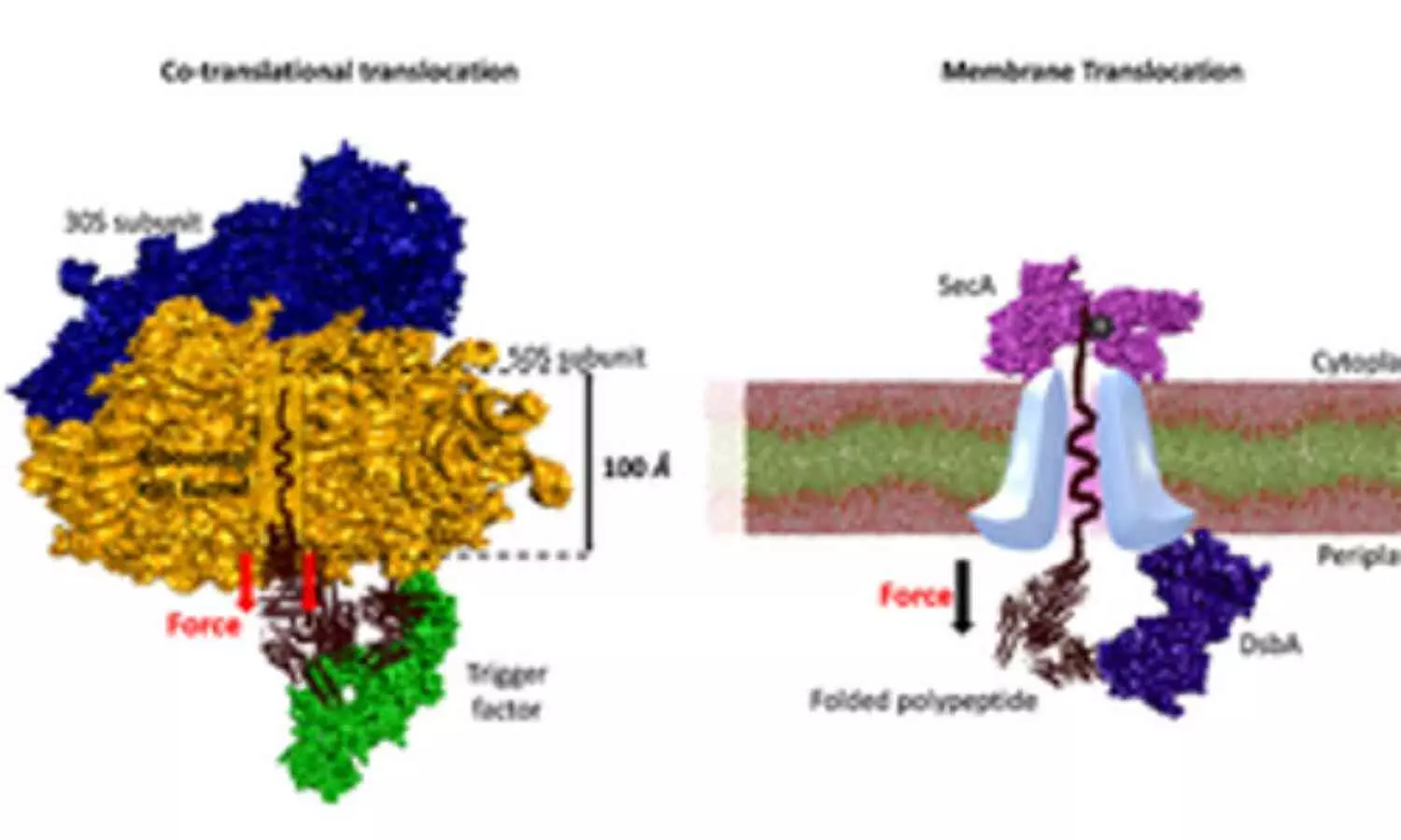 Indian Scientists Protein Research Enhances Alzheimers and Parkinsons Treatment Prospects