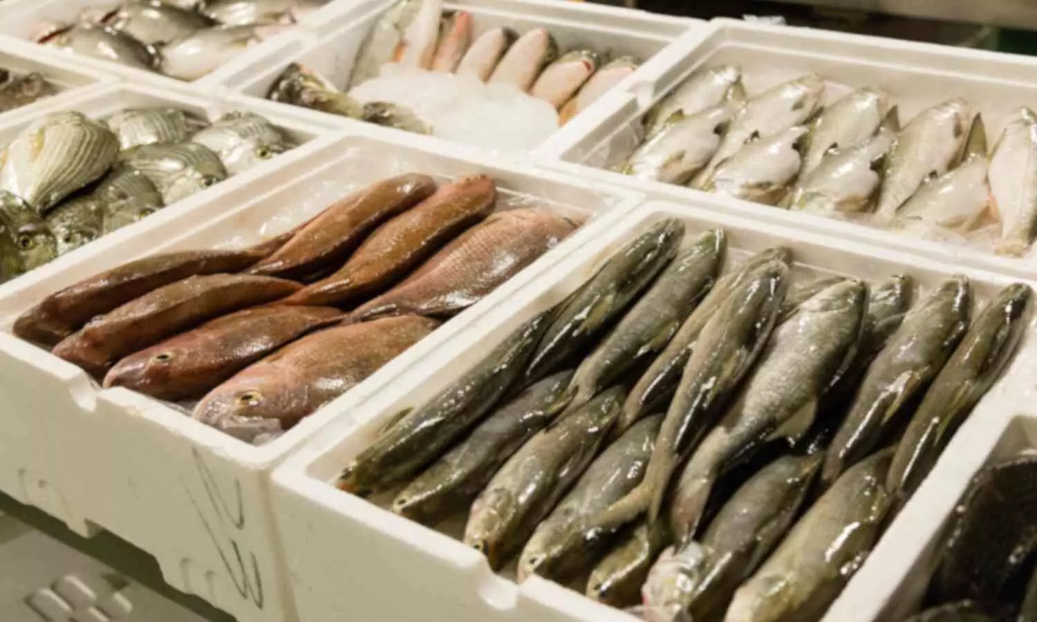 Consuming Fish Contaminated with Carcinogen Formalin Can Harm Kidneys: Experts warn