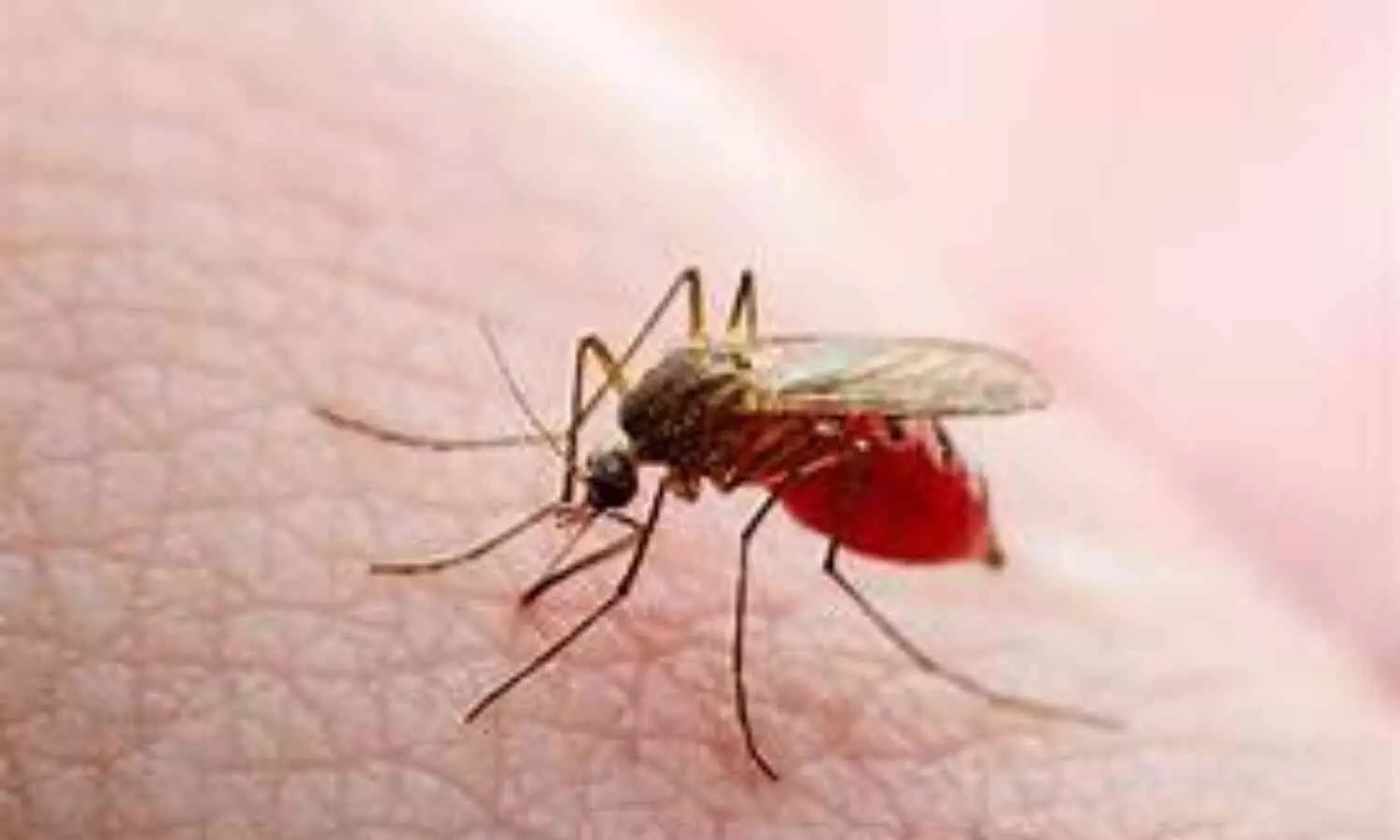 Karnataka Government Declares Dengue Fever an Epidemic Disease