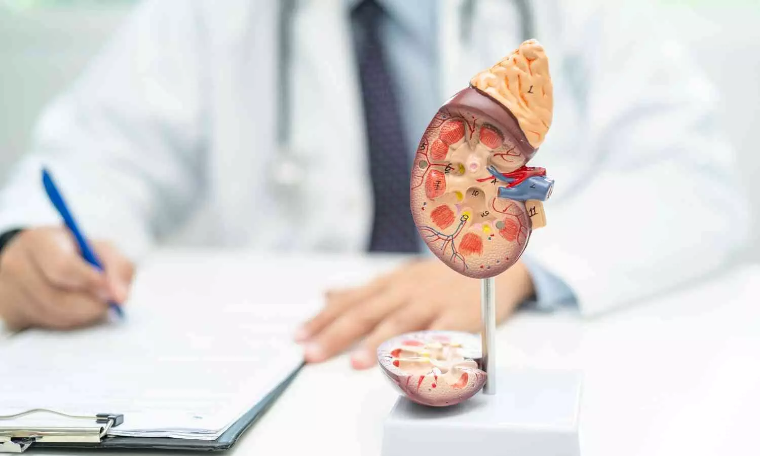 This image represents kidney health