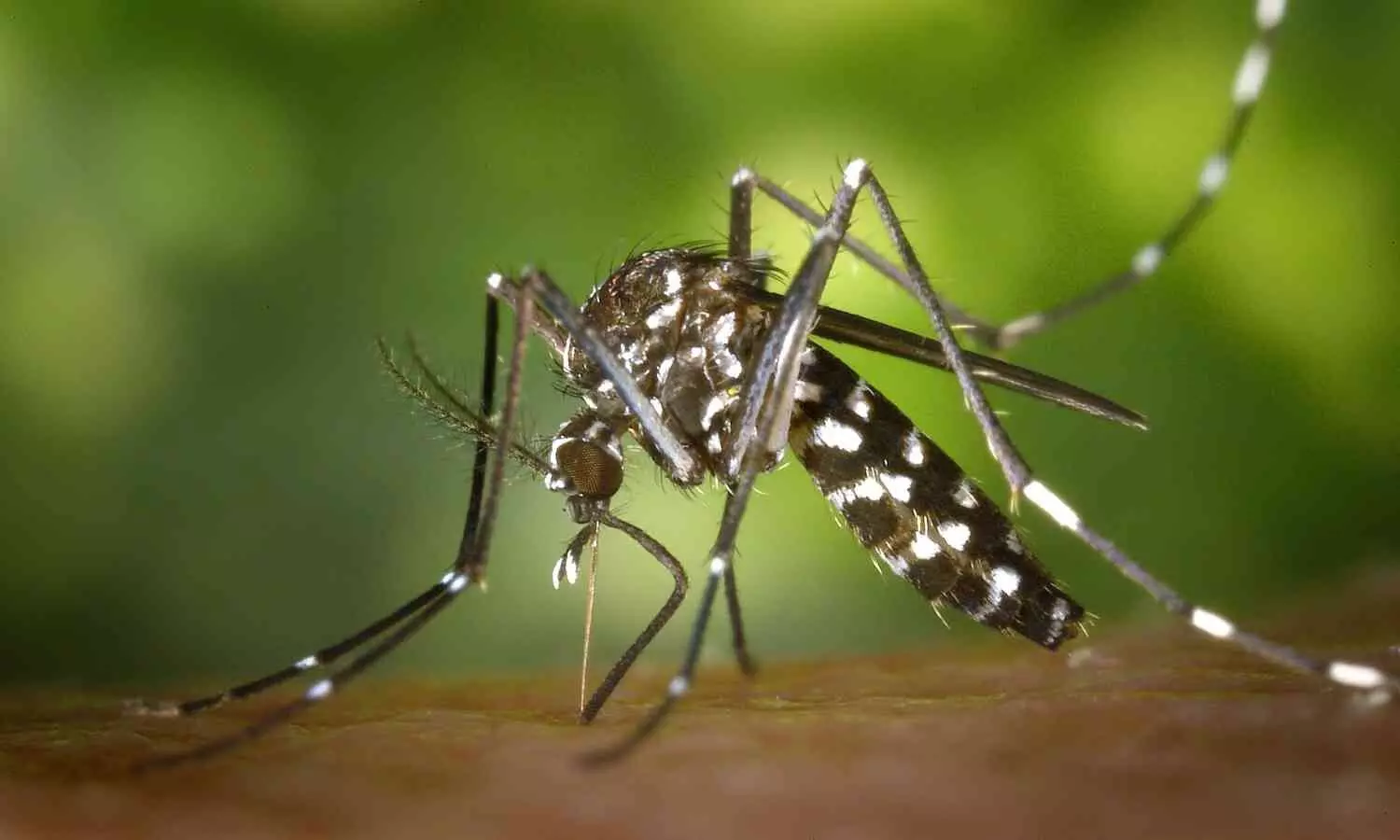 Bacteria Boosts Mosquito Growth, Offering New Insights for Vector Control