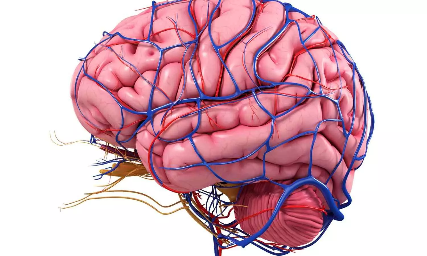 Research Sheds Light on Human Memory Storage Processes