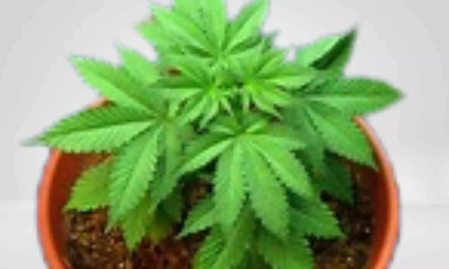 Image representing Cannabis plant