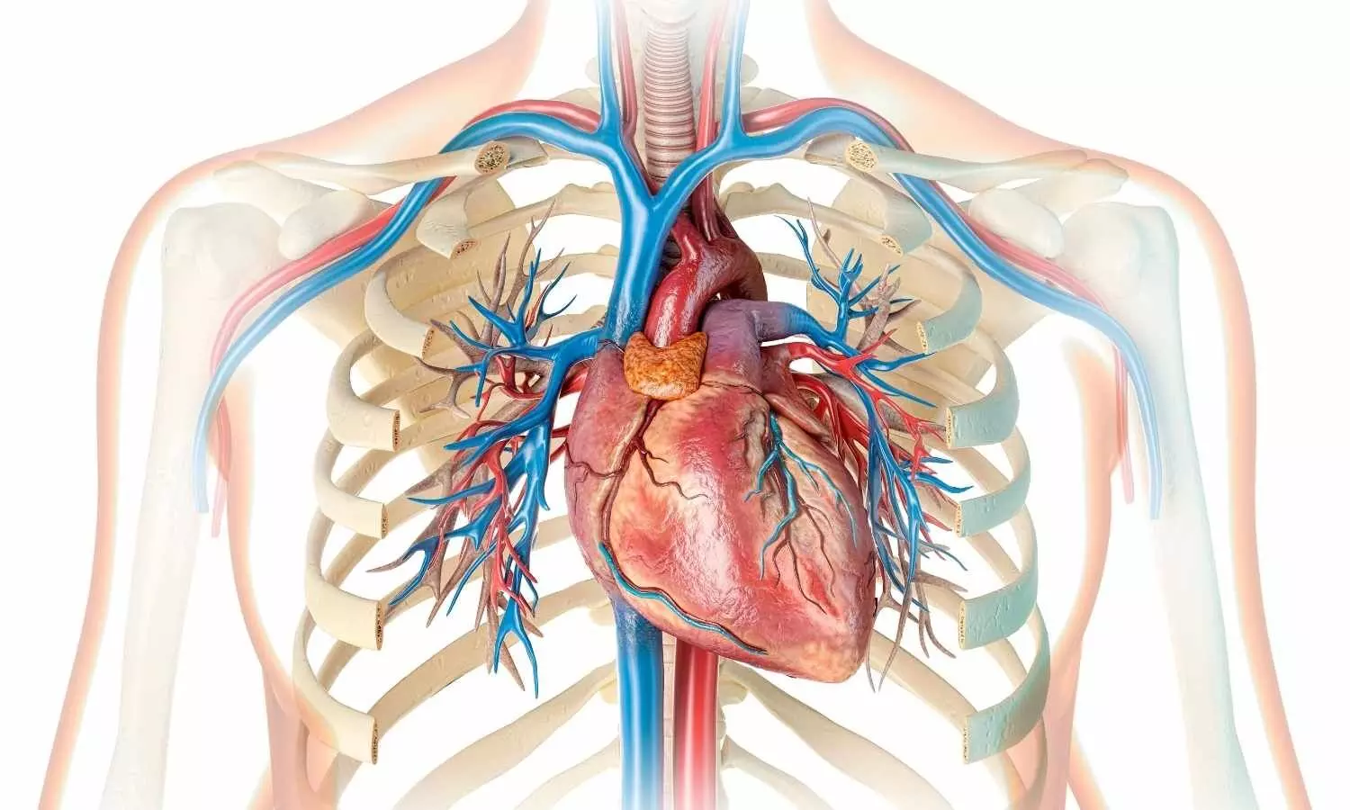 Image representing Heart Valve