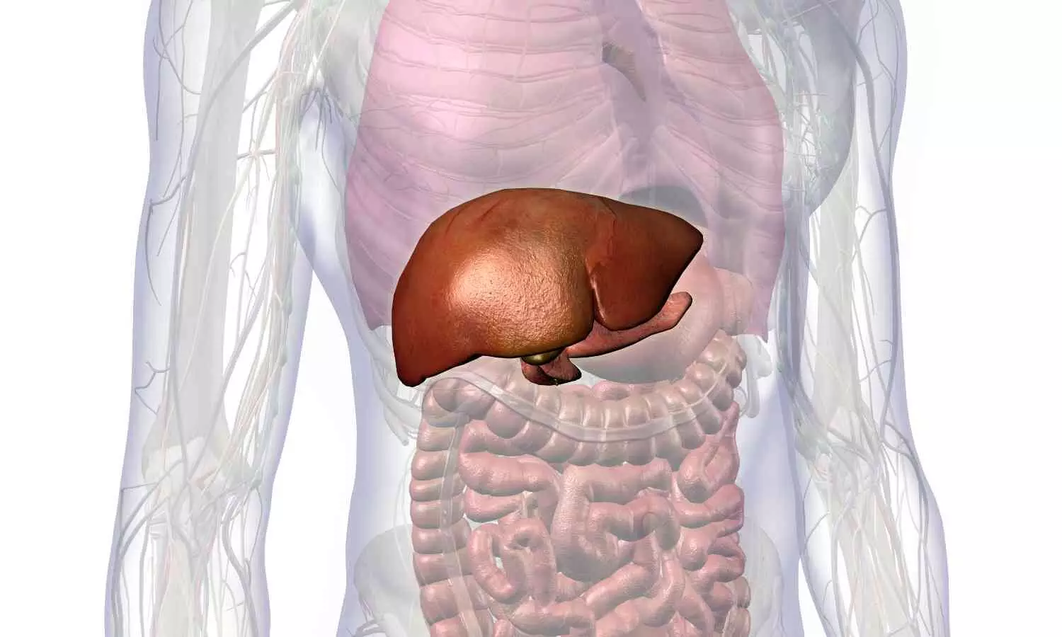 Image representing Liver