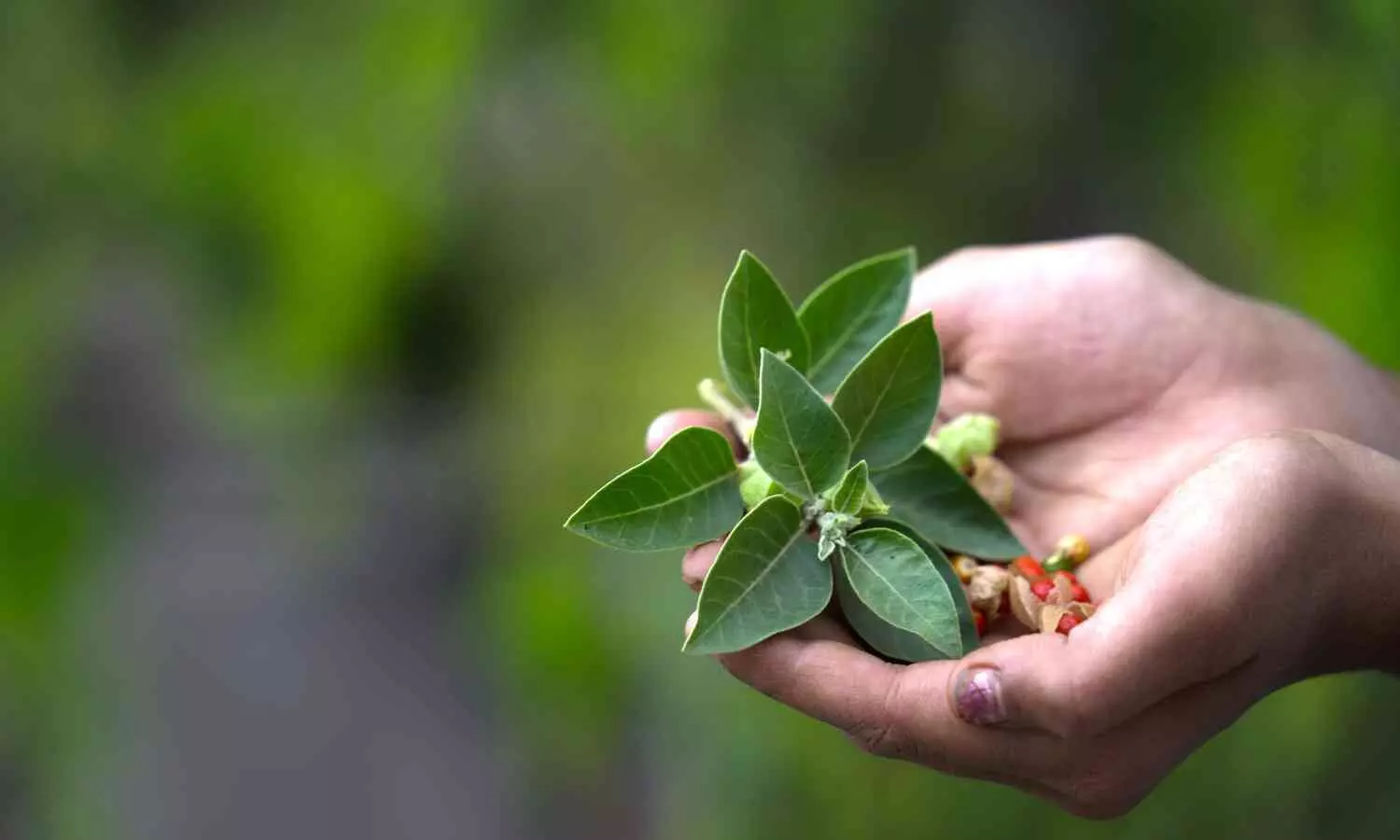 Image representing Ayurveda Plant