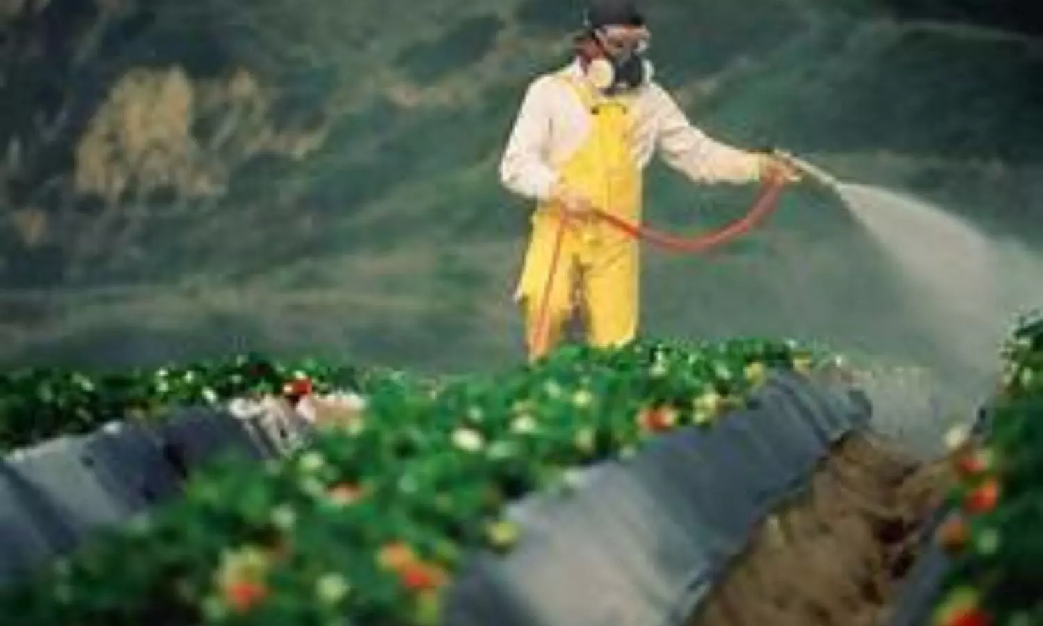 Image representing a person spraying pesticide