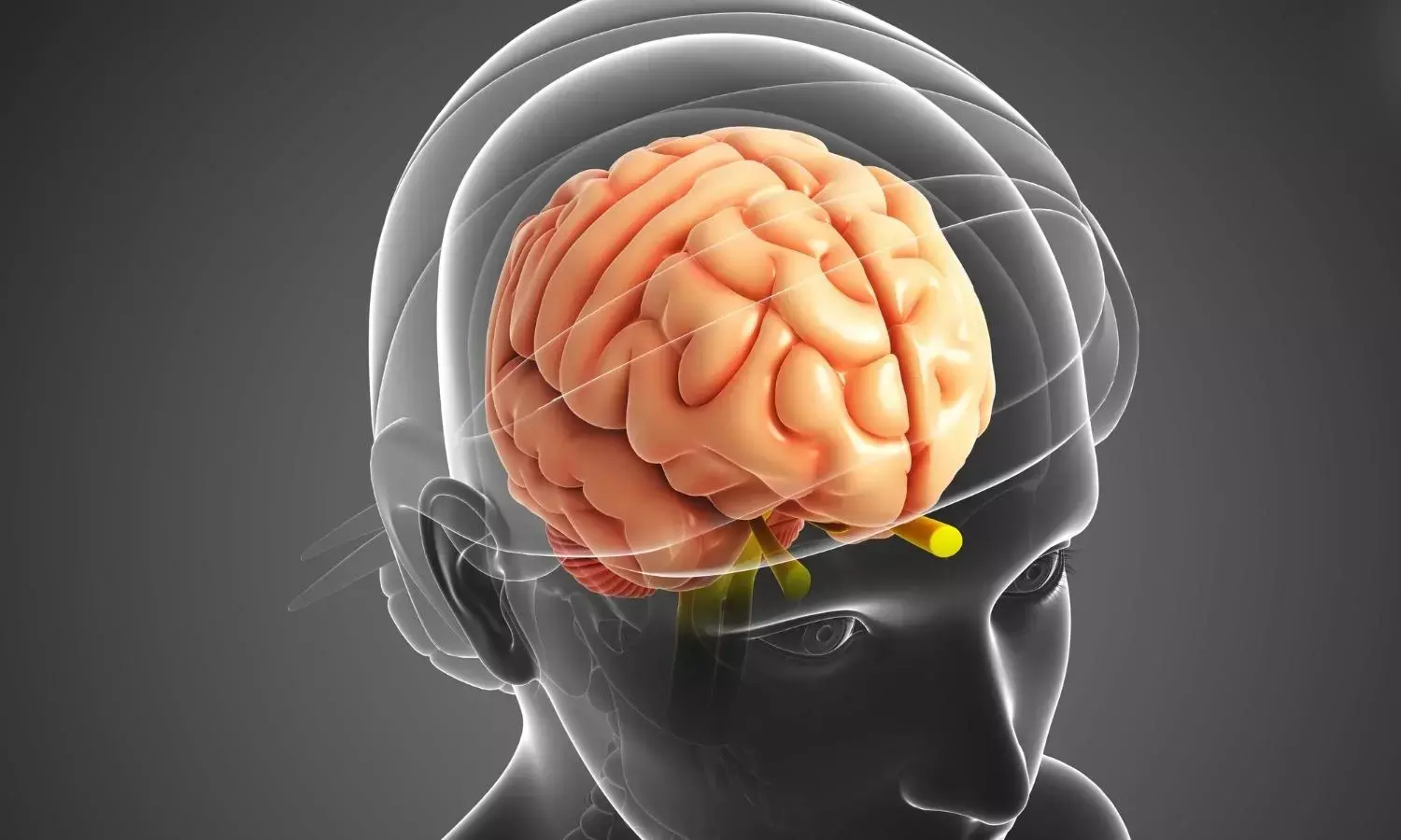 Image representing female brain