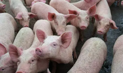 New Swine Fever Outbreak Hits Latvian Farm, Authorities on Alert New Swine Fever Outbreak Hits Latvian Farm, Authorities on Alert