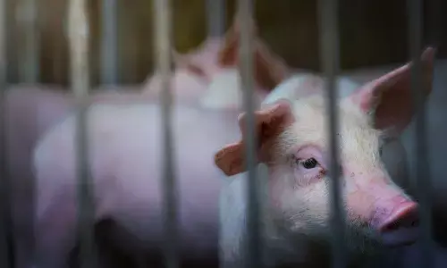 Mizoram Battles African Swine Fever: Over 13,000 Pigs Affected Mizoram Battles African Swine Fever: Over 13,000 Pigs Affected
