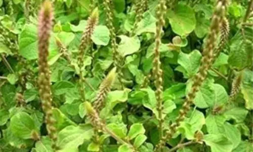 मोटापे से लेकर पुरानी खांसी तक में राहत दे सकता है अपामार्ग का पौधा