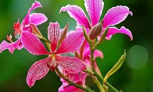 सेहत के लिए रामबाण कचनार, डायबिटीज मरीजों के लिए भी लाभदायी