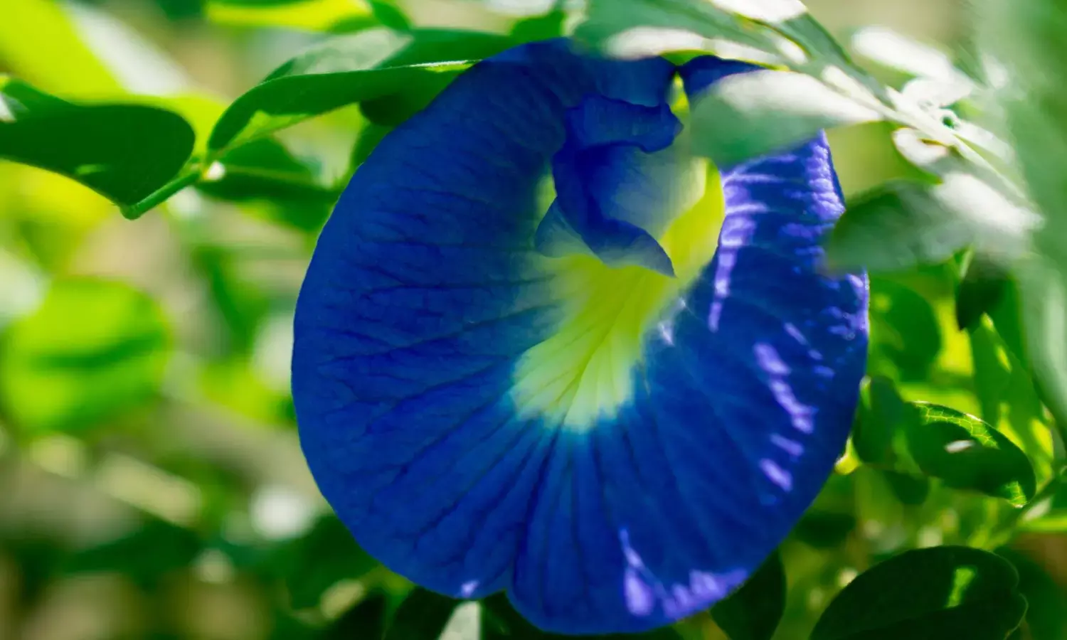 शंखपुष्पी क्या है? औषधि जो दिमाग और नींद सुधारती है, जानिए इसके  फायदे और उपयोग के तरीके