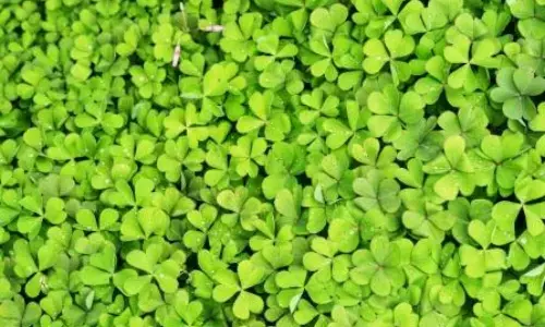 चांगेरी: पाचन, इम्यूनिटी और त्वचा के लिए जादुई औषधीय पौधा, जानें फायदे