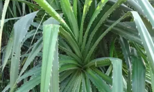 केवड़े के फूल के फायदे: तनाव से राहत और सेहत के लिए प्राकृतिक उपाय