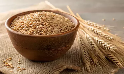 शरीर के लिए अमृत समान है गेहूं, आयुर्वेद से जानें कब सेवन है लाभकारी
