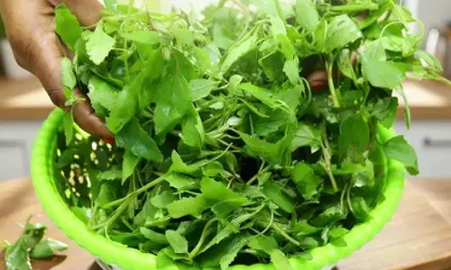 सर्दियों में बथुआ का जादू: एनीमिया और कब्ज जैसी परेशानियों से तुरंत राहत सर्दियों में बथुआ का जादू: एनीमिया और कब्ज जैसी परेशानियों से तुरंत राहत