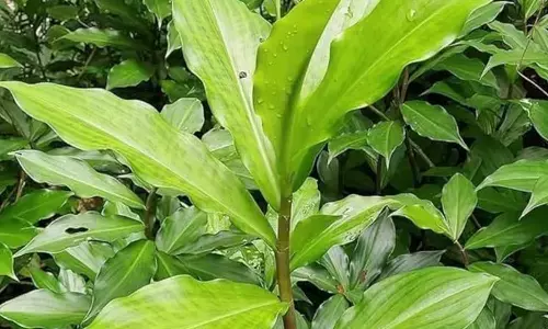 डायबिटीज से हैं परेशान? घर पर ‘इंसुलिन प्लांट’ लगाना हो सकता है फायदेमंद