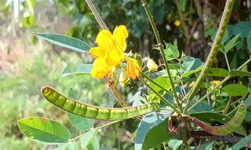 सर्दियों में खांसी और जुकाम से हैं परेशान? इस पौधे के इस्तेमाल से मिलेगा तुरंत आराम