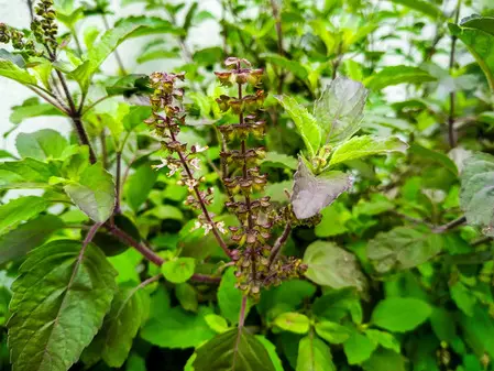 वन तुलसी के फायदे: सांस की बीमारी से राहत और भरपूर एनर्जी वन तुलसी के फायदे: सांस की बीमारी से राहत और भरपूर एनर्जी