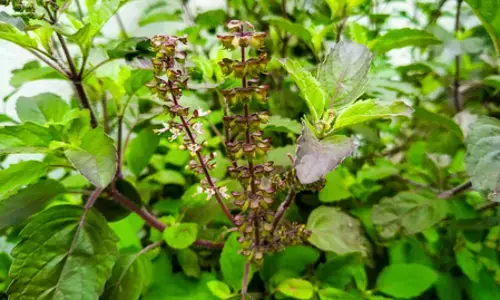 वन तुलसी के फायदे: सांस की बीमारी से राहत और भरपूर एनर्जी वन तुलसी के फायदे: सांस की बीमारी से राहत और भरपूर एनर्जी