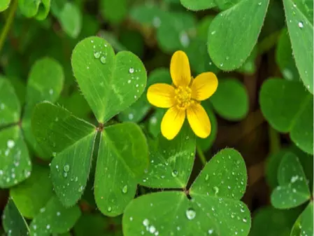 मामूली सी दिखने वाली चांगेरी घास है गुणों का खजाना, हृदय रोगों से लेकर ल्यूकोरिया तक में असरदार मामूली सी दिखने वाली चांगेरी घास है गुणों का खजाना, हृदय रोगों से लेकर ल्यूकोरिया तक में असरदार