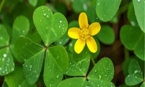 मामूली सी दिखने वाली चांगेरी घास है गुणों का खजाना, हृदय रोगों से लेकर ल्यूकोरिया तक में असरदार मामूली सी दिखने वाली चांगेरी घास है गुणों का खजाना, हृदय रोगों से लेकर ल्यूकोरिया तक में असरदार