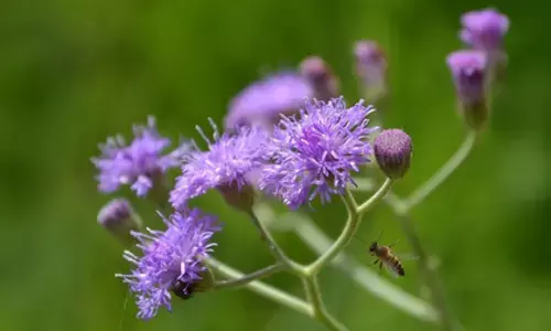 सहदेवी: आयुर्वेद की चमत्कारी जड़ी-बूटी, किडनी से लेकर लिवर तक की रक्षक