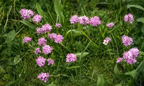 जटामांसी: बालों का झड़ना रोकने और ग्रोथ बढ़ाने की आयुर्वेदिक औषधि, जानिए फायदे