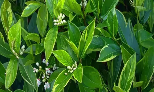 रक्त शुद्धि से लेकर हृदय रोगों के जोखिम को कम करता है कालमेघ, सेवन से पहले जान लें सावधानियां