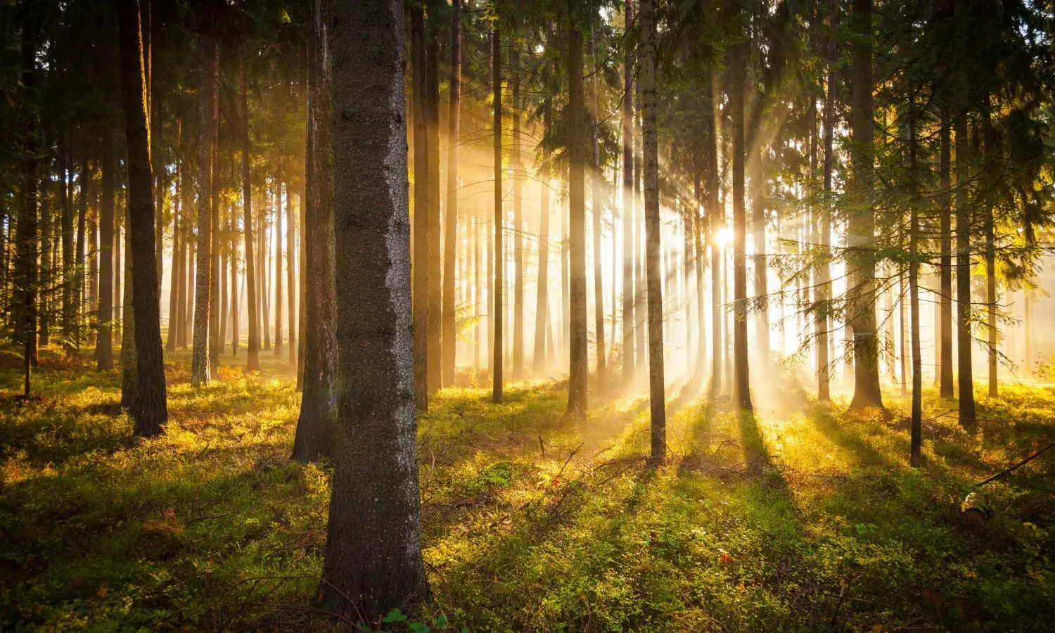 नेचुरल एनर्जी बूस्टर : रोजाना 15 मिनट सुबह की धूप से सेहत को मिलेंगे कई लाभ नेचुरल एनर्जी बूस्टर : रोजाना 15 मिनट सुबह की धूप से सेहत को मिलेंगे कई लाभ