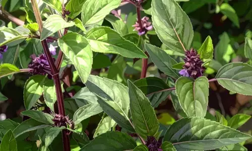 मरुआ खांसी और गले की खराश कम करने में मददगार, मुंह की दुर्गंध को करता है दूर