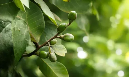 भिलावा: पाचन, त्वचा और जोड़ों के दर्द में चमत्कारी लाभ, पर सावधानी जरूरी