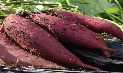 सर्दियों में किसी वरदान से कम नहीं भुनी हुई शकरकंद, आंखों से लेकर पाचन के लिए औषधि