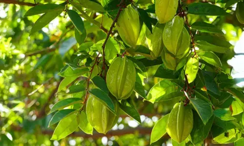 ब्लड प्रेशर, कोलेस्ट्रॉल या दिल से जुड़ी समस्या से हैं परेशान? इस पेड़ की छाल दिलाएगी मुक्ति