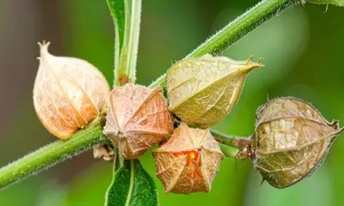 सुकूनभरी नींद और जोड़ों की समस्या दूर करने में अश्वगंधा का सेवन फायदेमंद