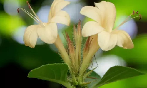 वज्रदंती: मसूड़ों की सूजन, दर्द या बदबू? हर समस्या की छुट्टी कर देगा ये छोटा सा फूल