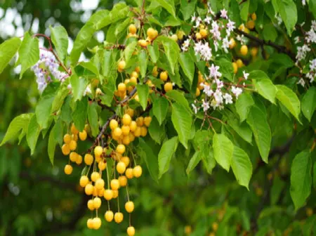 बकायन: आयुर्वेद की चमत्कारी औषधि, जो शरीर को अंदर से करती है साफ बकायन: आयुर्वेद की चमत्कारी औषधि, जो शरीर को अंदर से करती है साफ