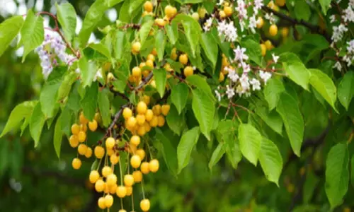 बकायन: आयुर्वेद की चमत्कारी औषधि, जो शरीर को अंदर से करती है साफ