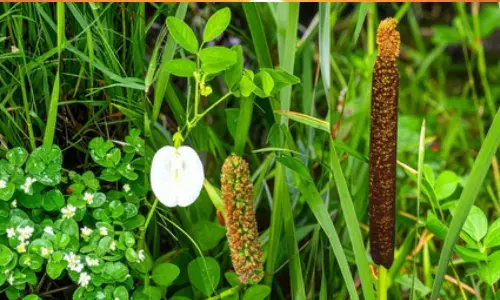 आयुर्वेद का शक्तिशाली त्रिवेणी संयोजन, जो रखे आपकी मेंटल हेल्थ का ख्याल