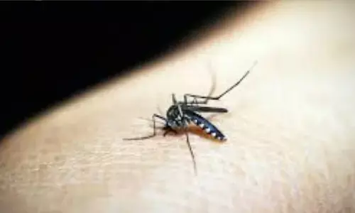 विटामिन डी की कमी बना सकती है डेंगू को जानलेवा, ICMR जर्नल में छपे शोध का बड़ा खुलासा
