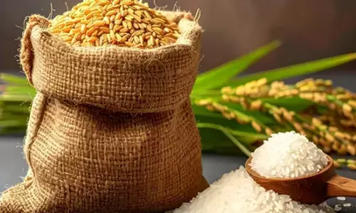 चावल बनाम गेहूं: जानें कौन सेहत के लिए बेहतर और कौन हानिकारक है