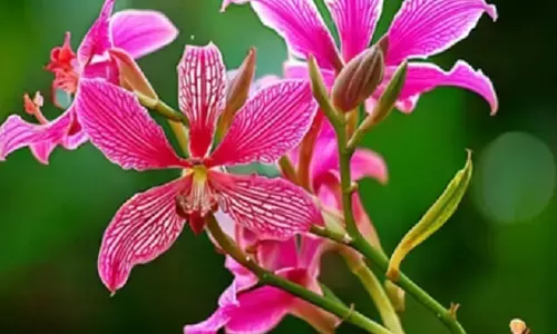 बवासीर के लिए काल है कचनार के पेड़ की जड़, जान लें प्रयोग का सही तरीका