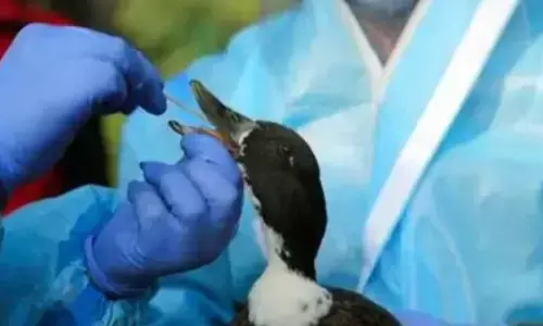 बिहार: दरभंगा में एवियन इन्फ्लुएंजा की पुष्टि, हाई अलर्ट जारी