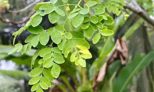 डॉक्टर सुरक्षित मासिक धर्म देखभाल के लिए मोरिंगा की ओर हुए, बढ़ते संक्रमण और एंटीबायोटिक प्रतिरोध के बीच