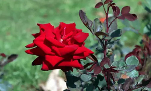 रोज डे : महज प्रेम की अभिव्यक्ति नहीं, सेहत के लिए भी वरदान है गुलाब