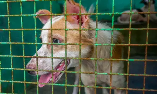 तमिलनाडु : सुप्रीम कोर्ट की 8 सप्ताह की डेडलाइन बीतने के बावजूद चेन्नई में आवारा कुत्तों की शिफ्टिंग धीमी, शेल्टर की भारी कमी