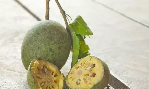 सिर्फ फल नहीं, औषधीय शक्ति से भरपूर है बेल, जड़ से लेकर पत्तों में छिपे हैं गुण